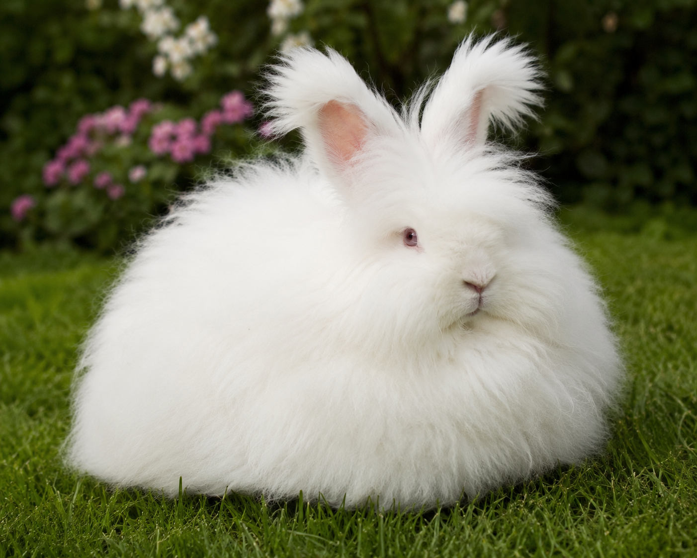 A fluffy English Angora rabbit with long wool