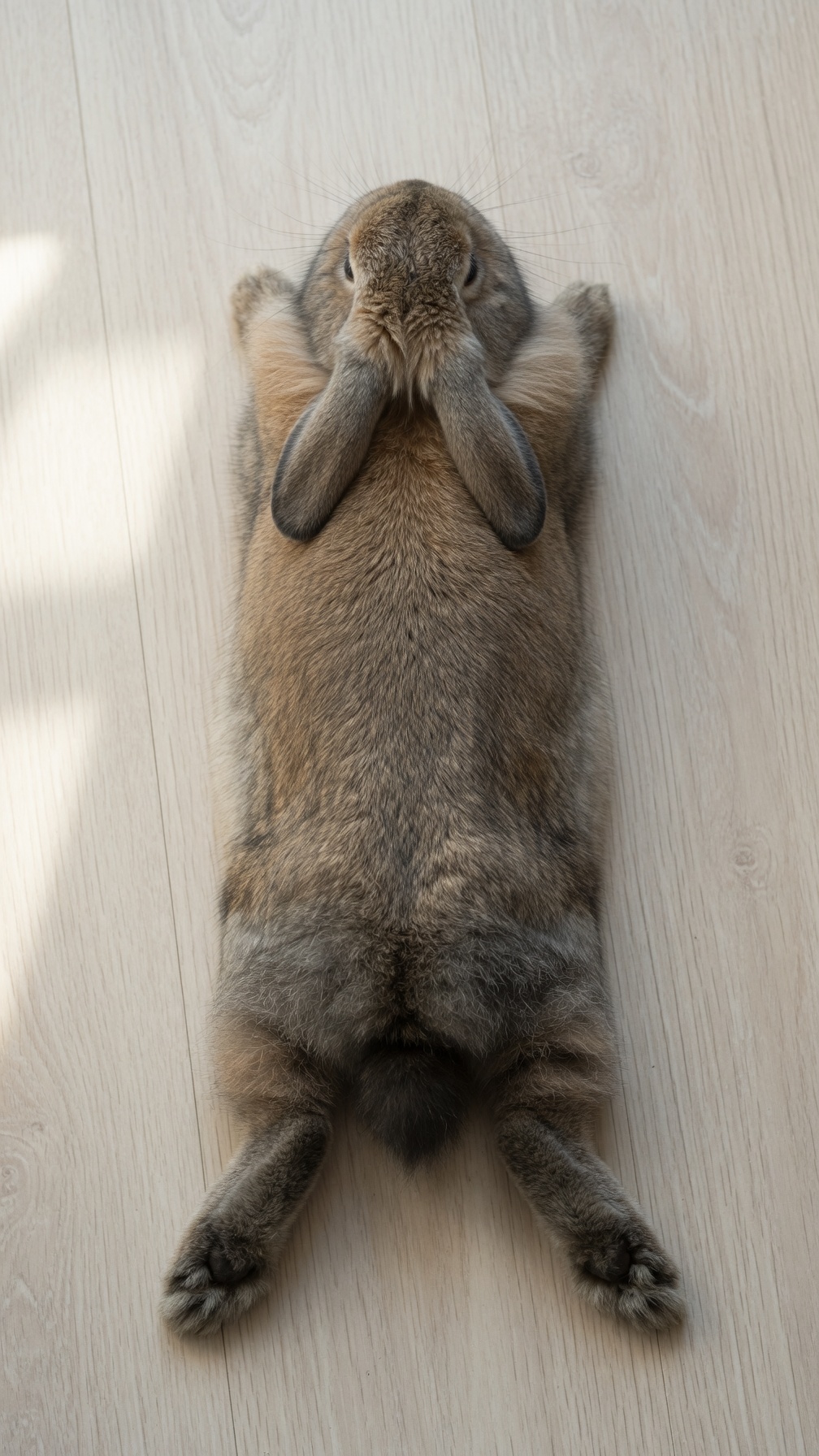 A rabbit lying on its back on a wooden surface